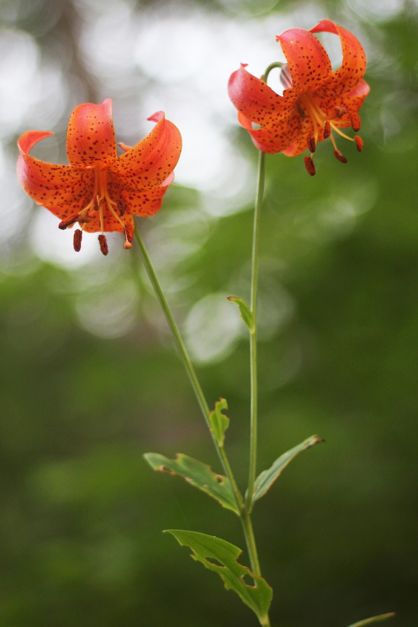 michigan  lily  tiger free photo