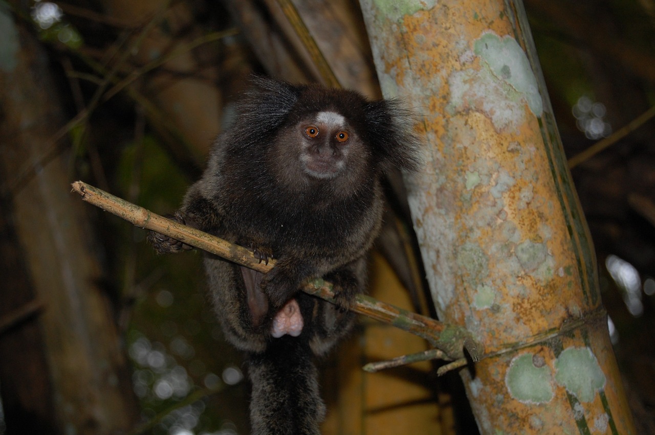 mico marmoset monkey free photo