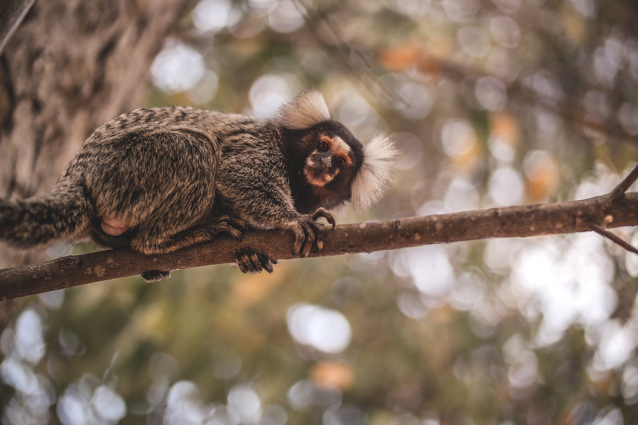 mico marmoset wildlife free photo