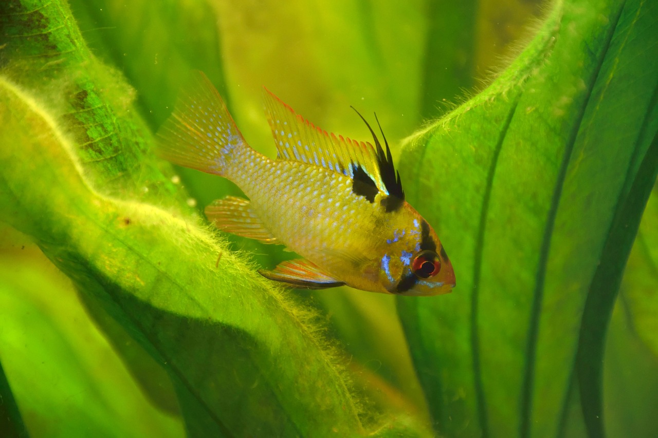 micro-geophagus ramirezi butterfly cichlid fish free photo