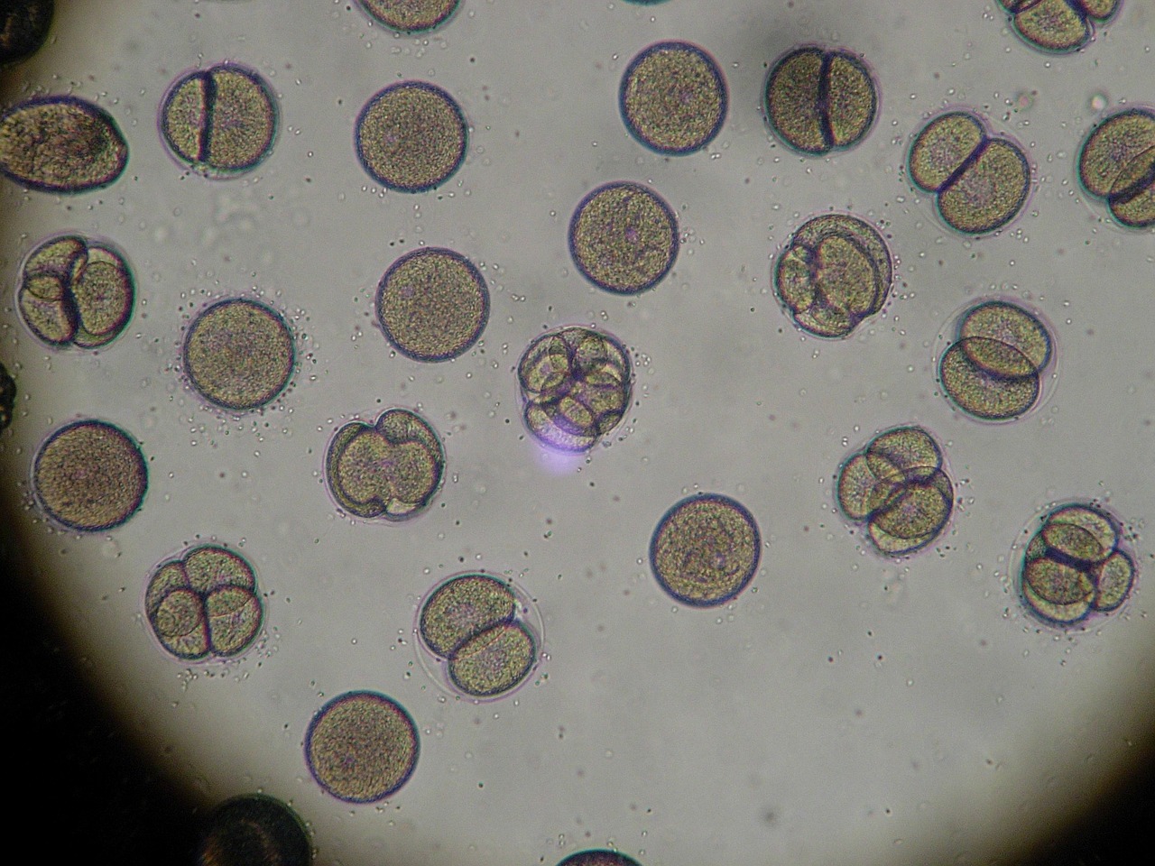 microscope sea urchin egg splitting free photo