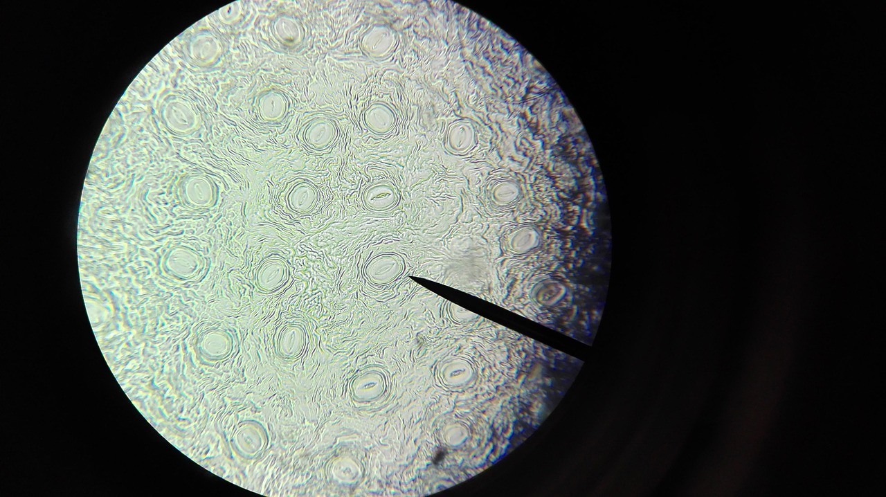 microscope cell examine free photo