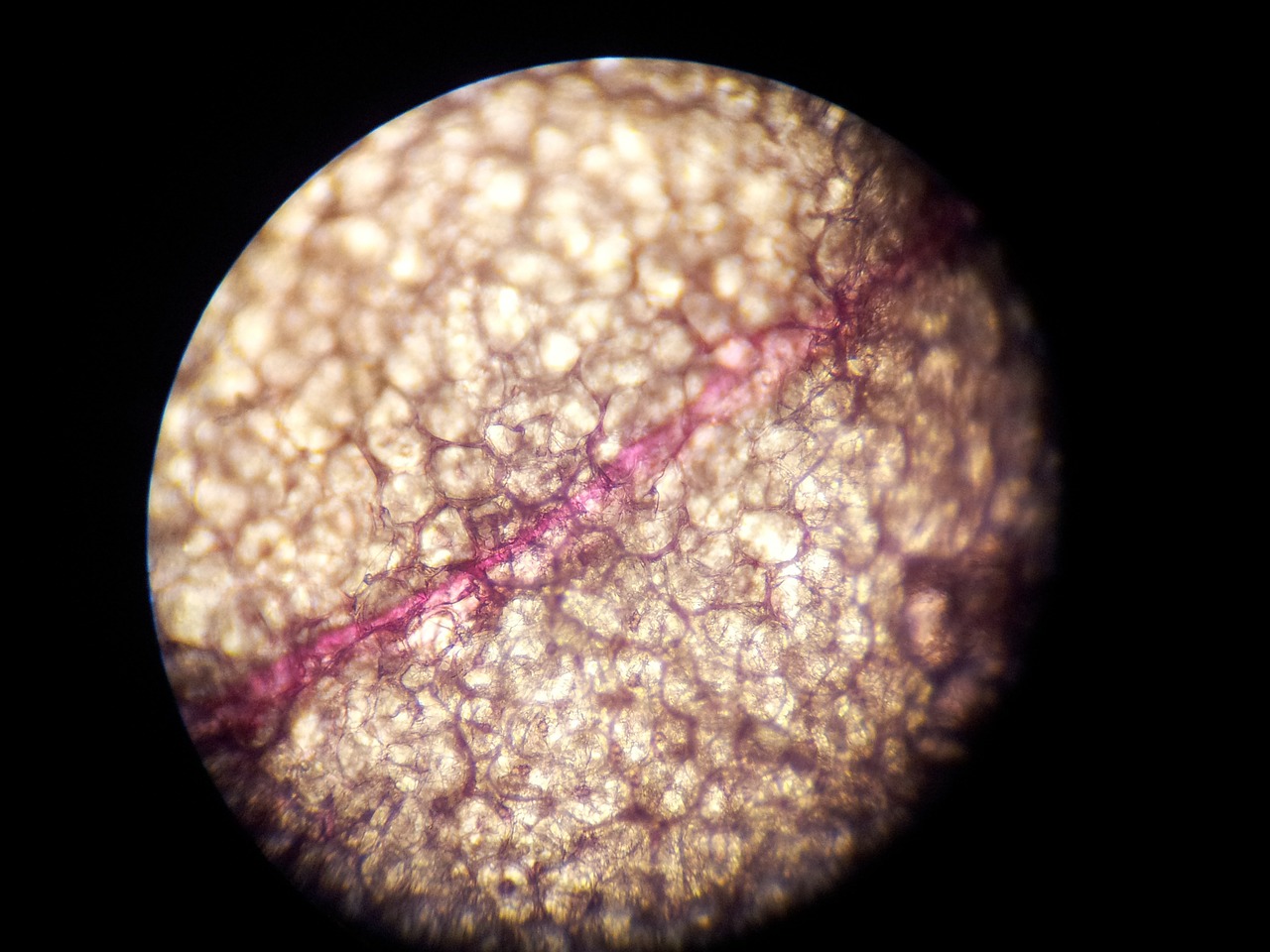 microscope cell structure science free photo