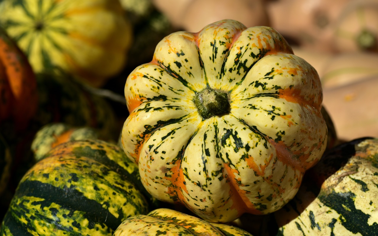 microwave pumpkin  pumpkin  kürbismix free photo