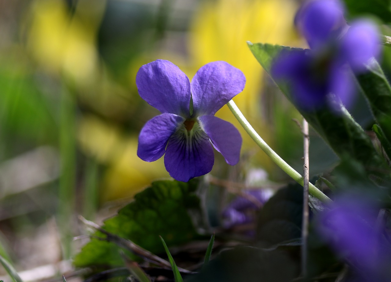 micsunea  flower  blue free photo