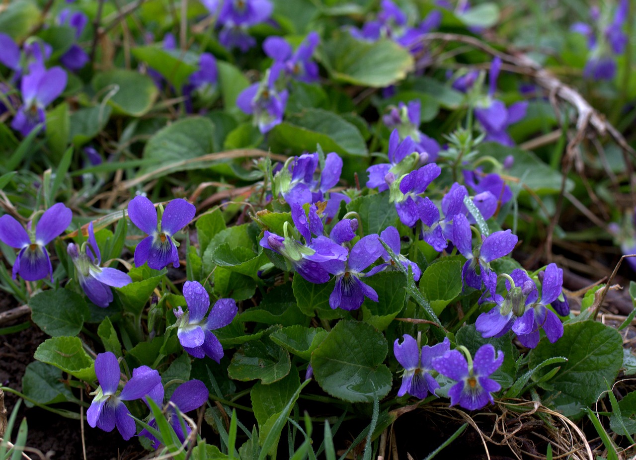 micsunele violet flower free photo