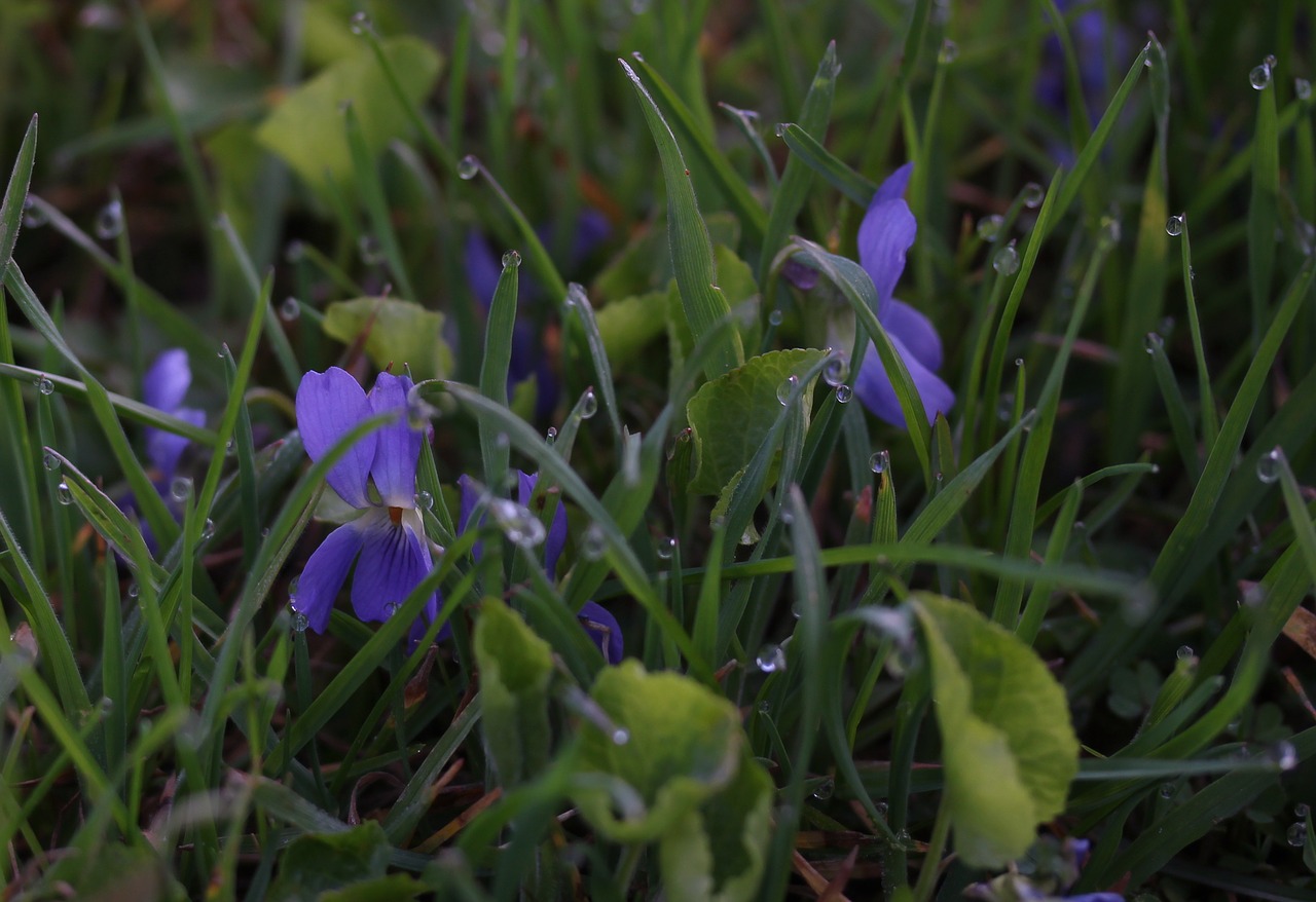 micsunele blue dew free photo