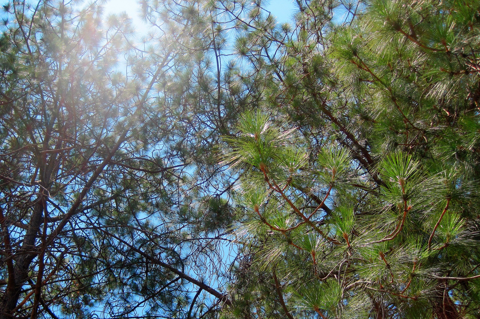 trees pine sunlight free photo