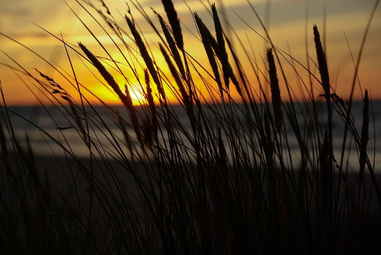 midnight sun sunset reeds free photo