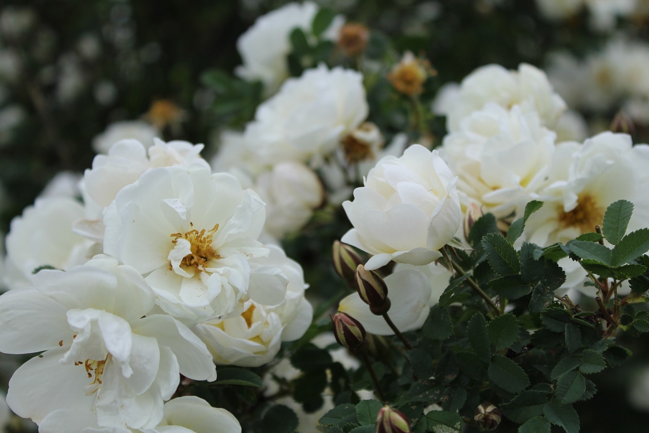 midsummer midsummer roses white flower free photo
