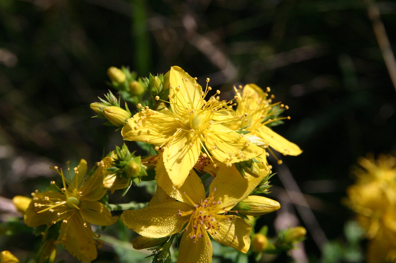 midsummer  nature  wild flower free photo