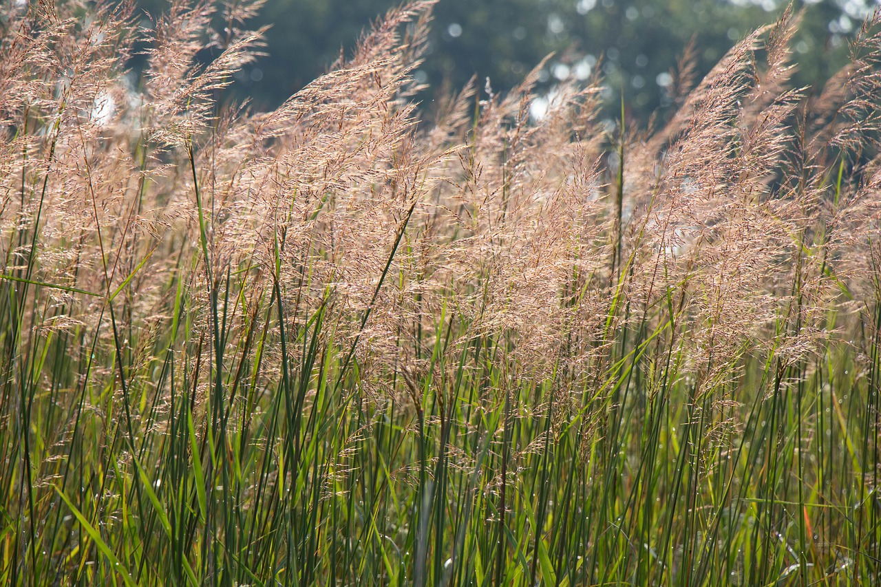 midwest  midwestern  prairie free photo