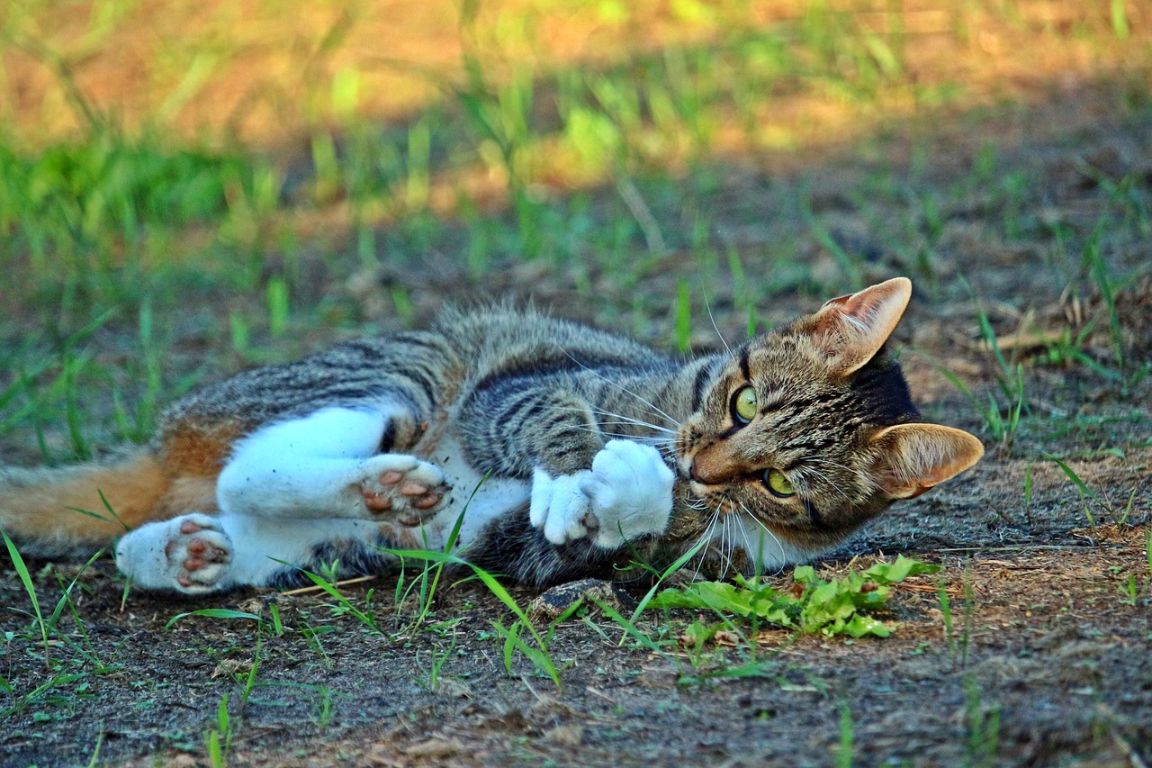 mieze cat kitten free photo