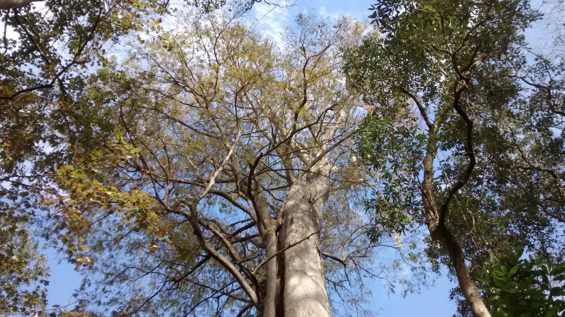 tree nature cypress tree free photo