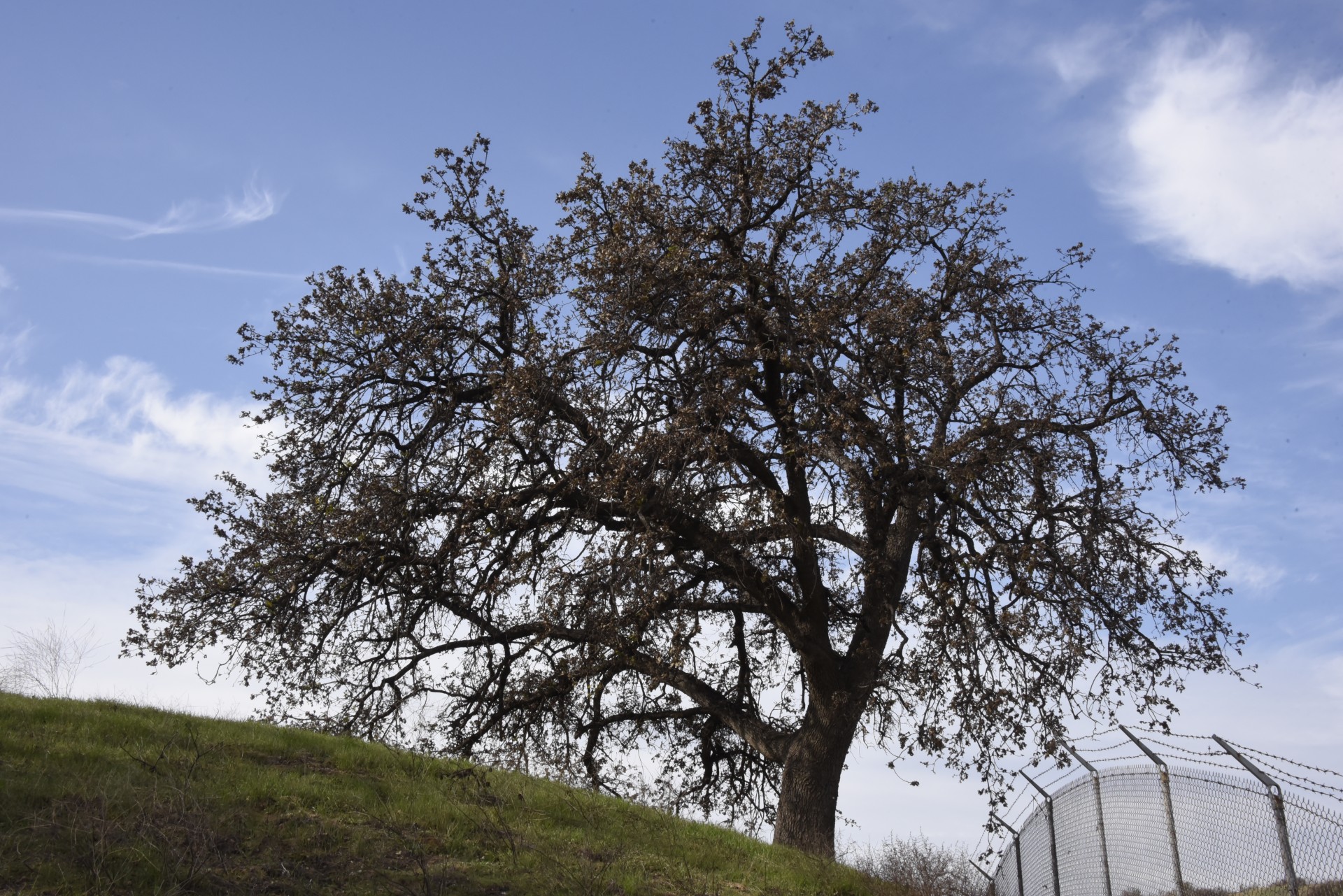 oak tree grass free photo