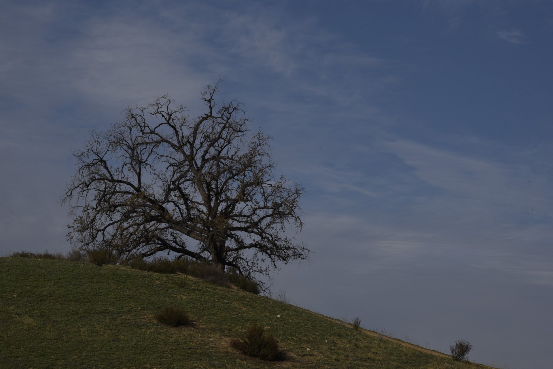 oak tree hill free photo