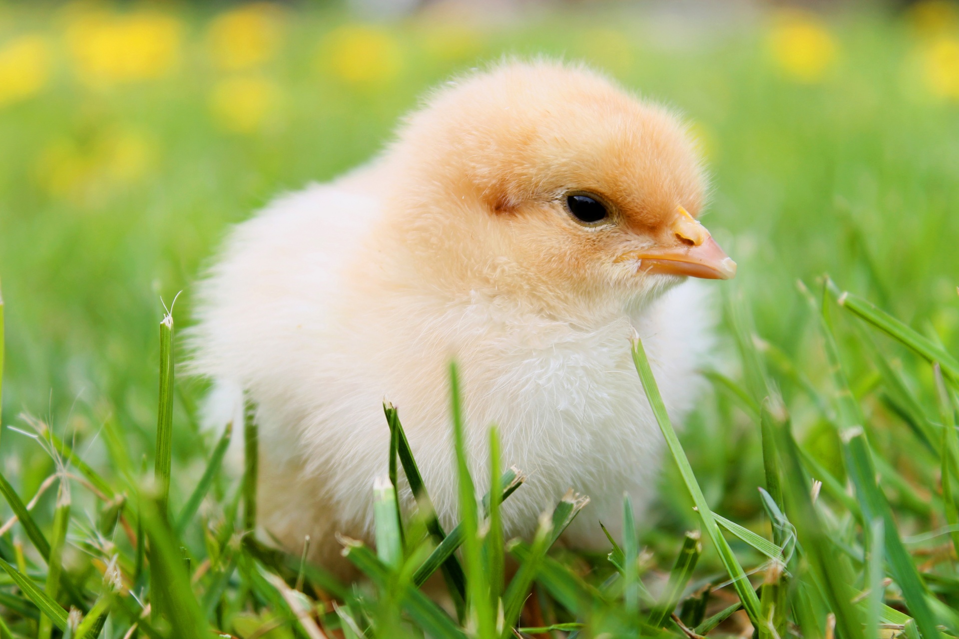 cute adorable chick free photo