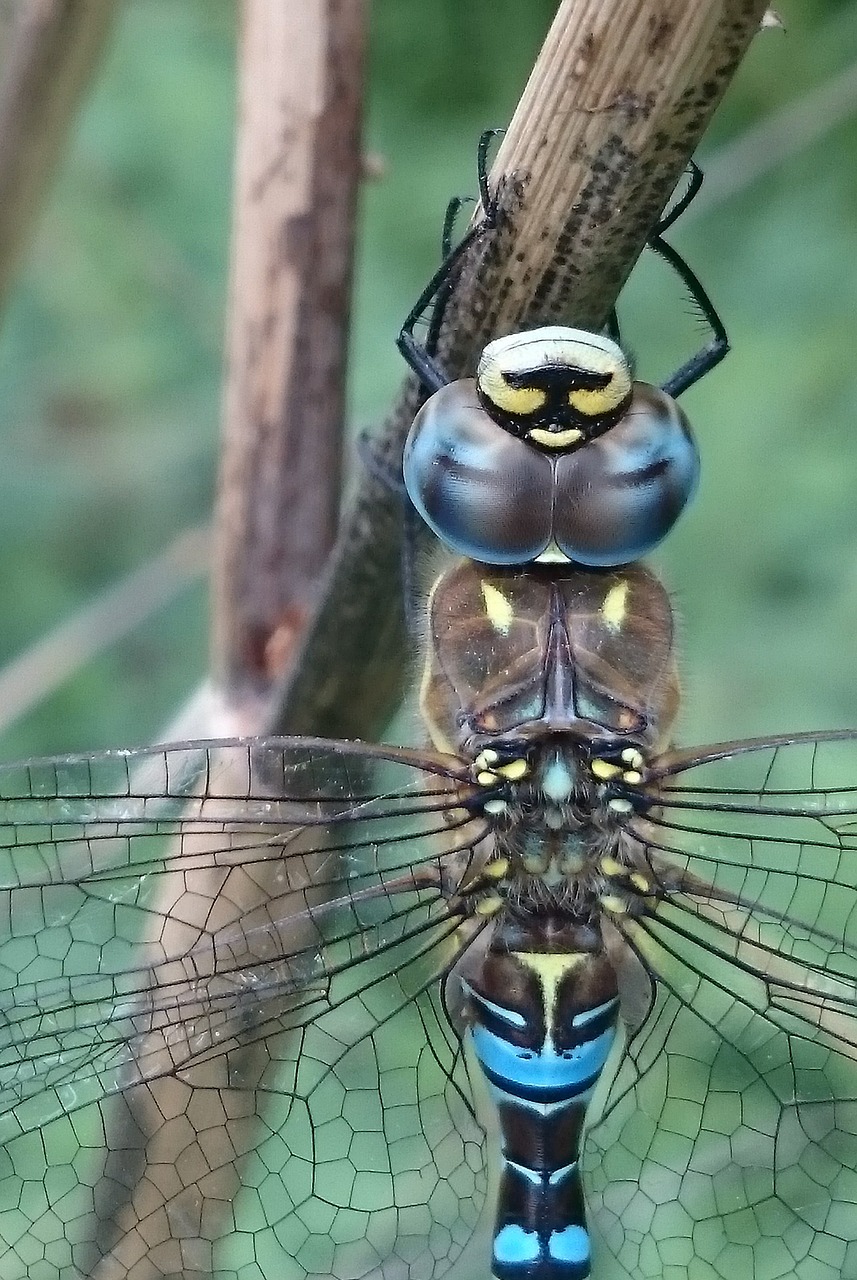 migrant hawker dragonfly dragonfly insect free photo