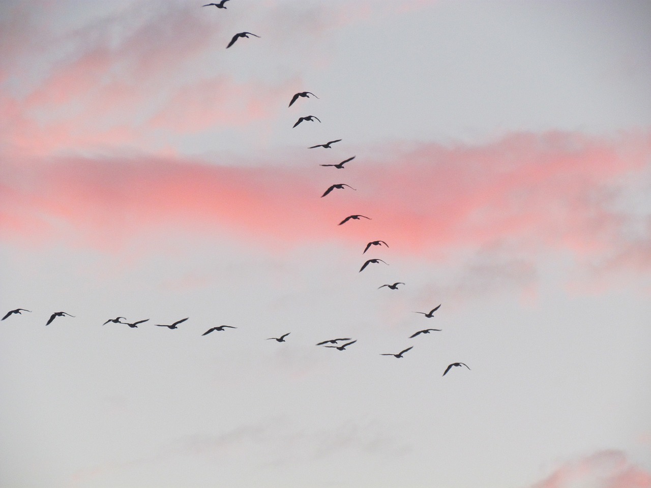 migration bird clouds free photo