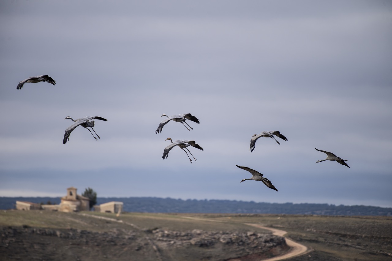 migration  cranes  spain free photo