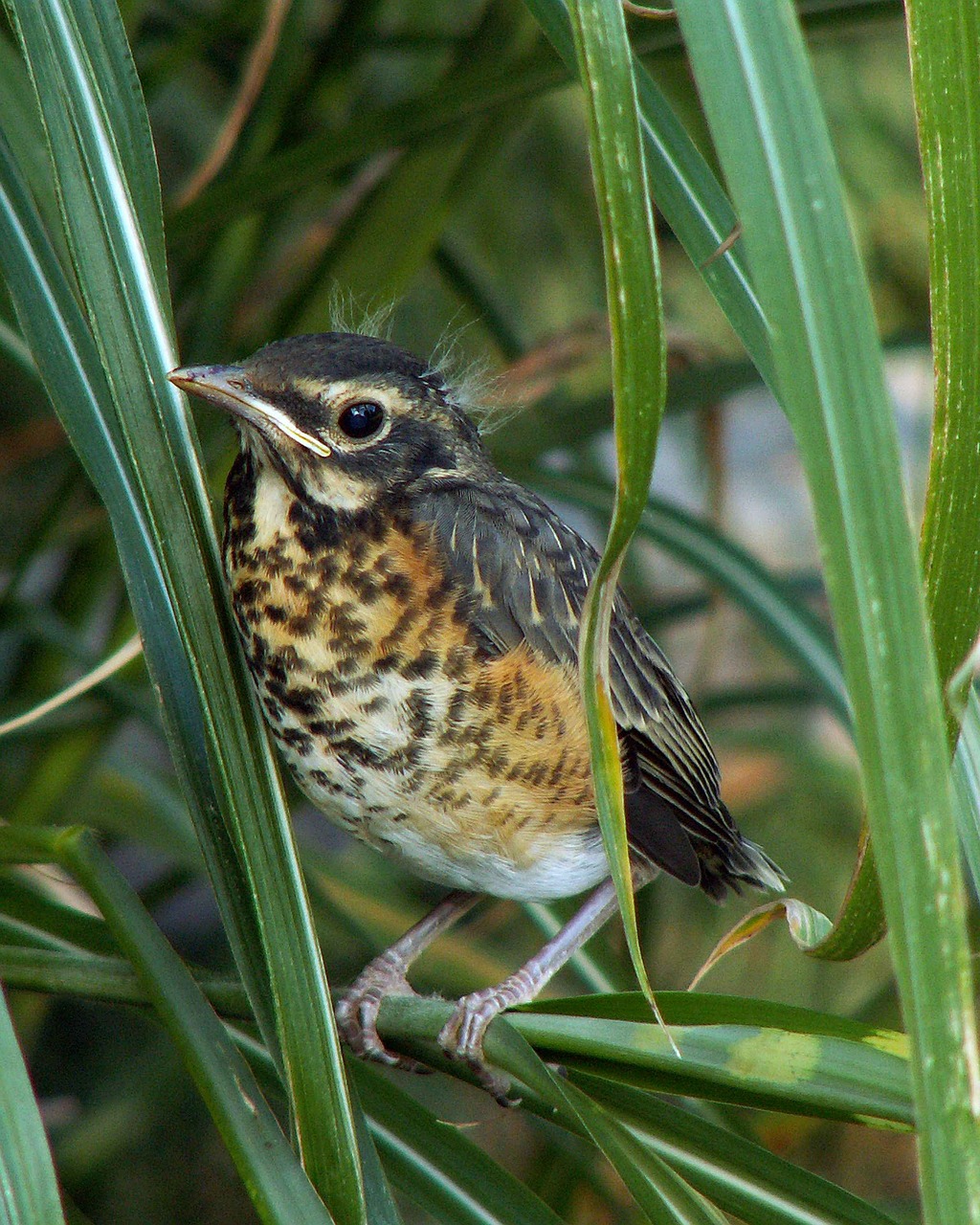 migratorius turdus bird free photo