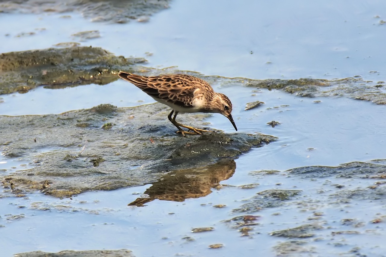 migratory  bird  wild free photo