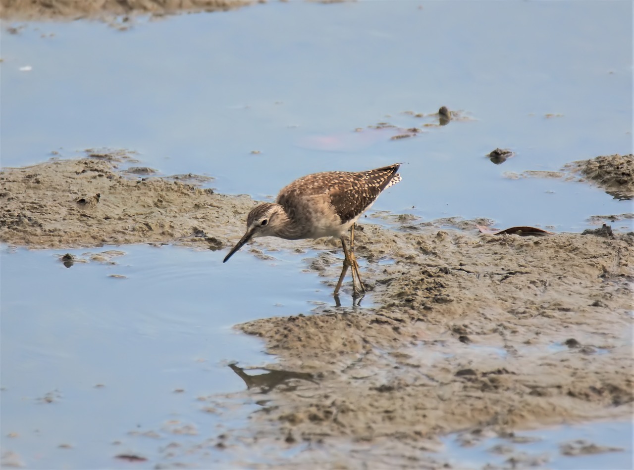 migratory  bird  wild free photo