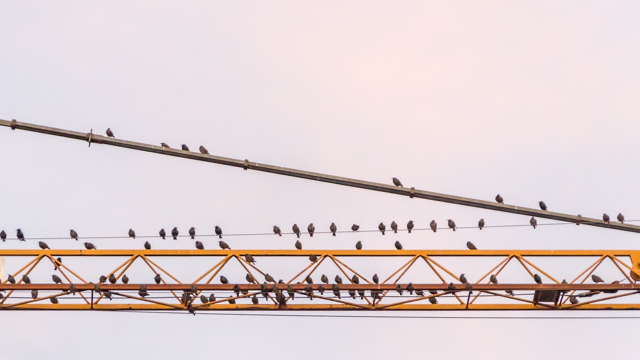 migratory birds collect rallying point free photo