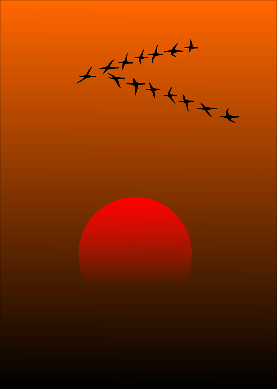 migratory birds birds sunset free photo