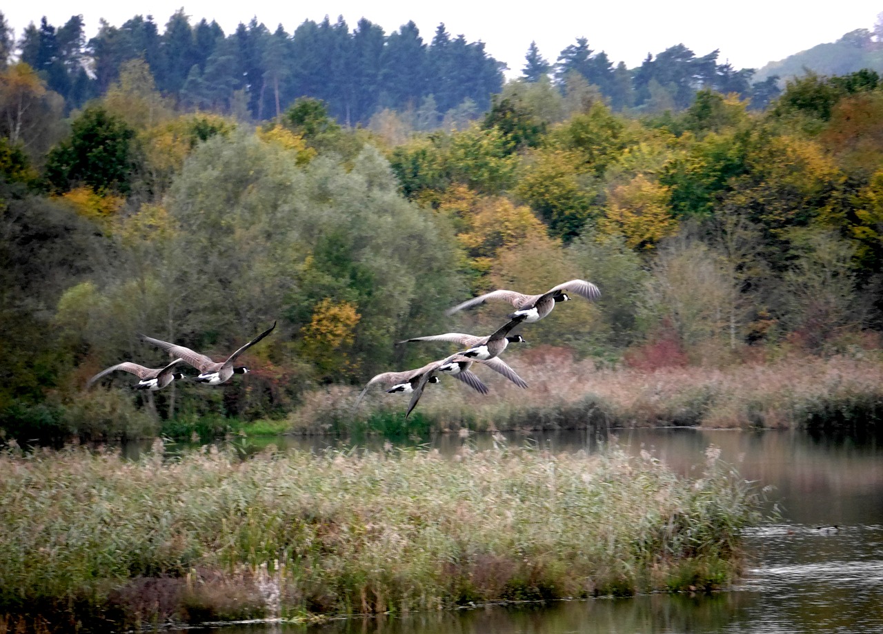 migratory birds nature geese free photo