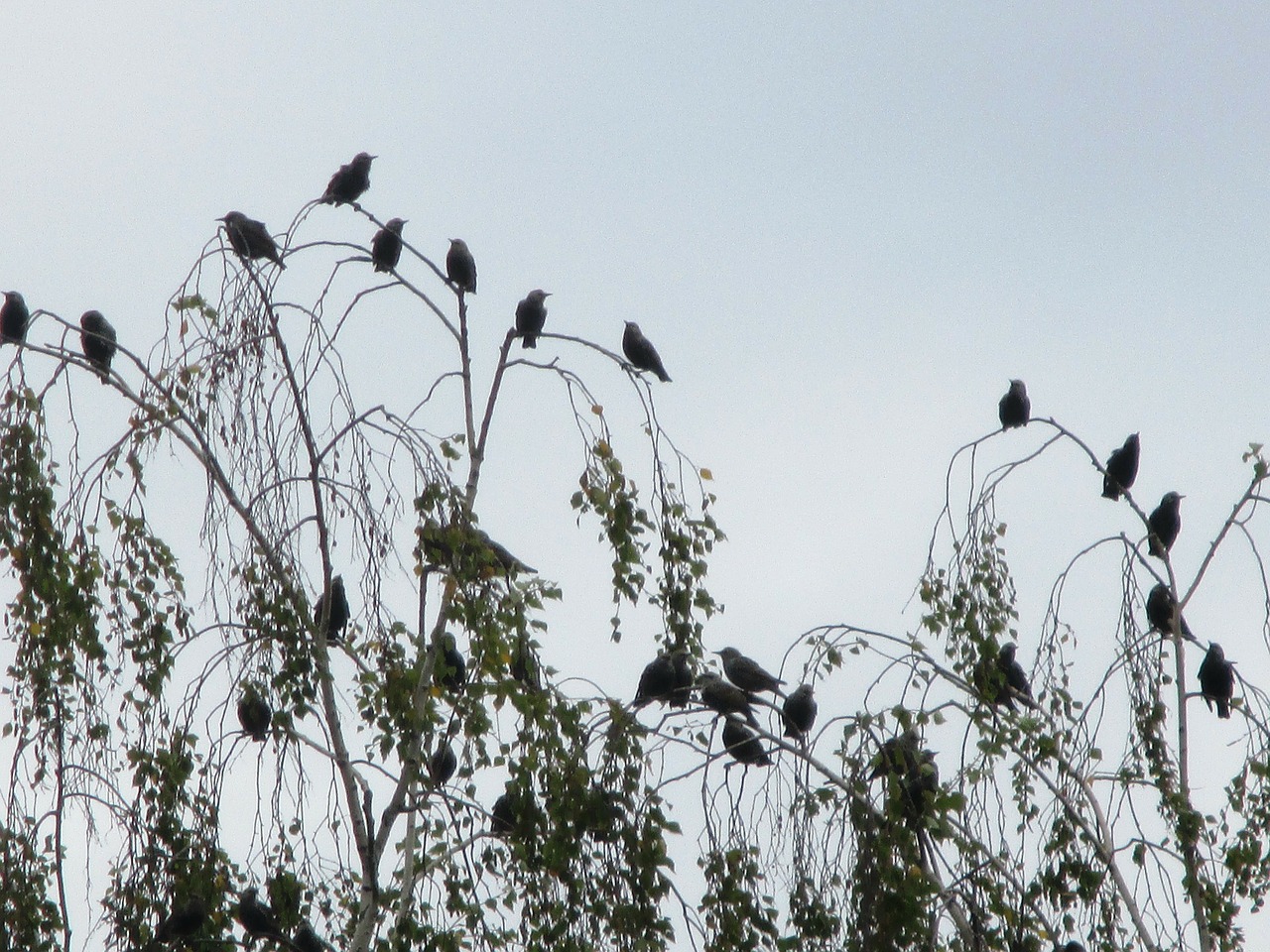 migratory birds stare flock of birds free photo
