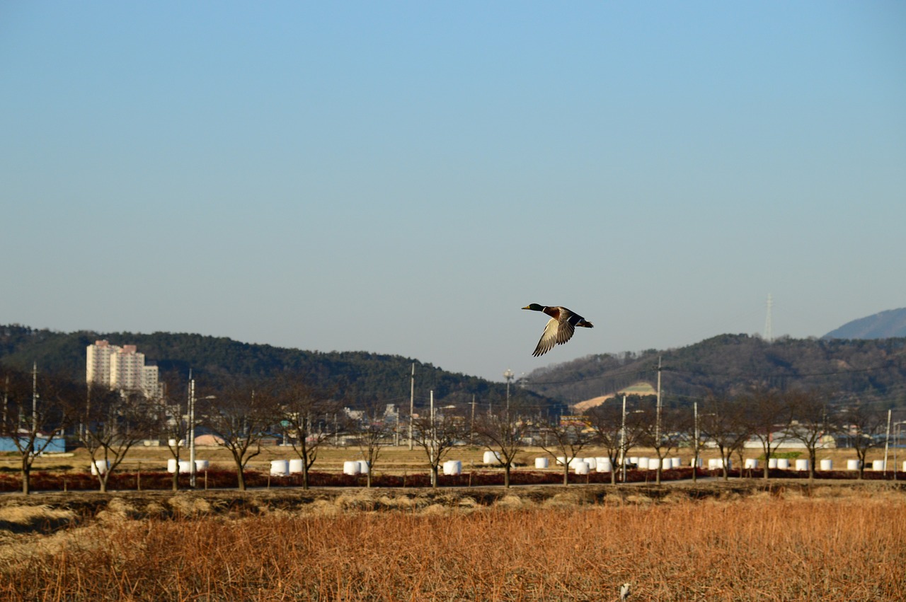 migratory birds mallard duck duck free photo