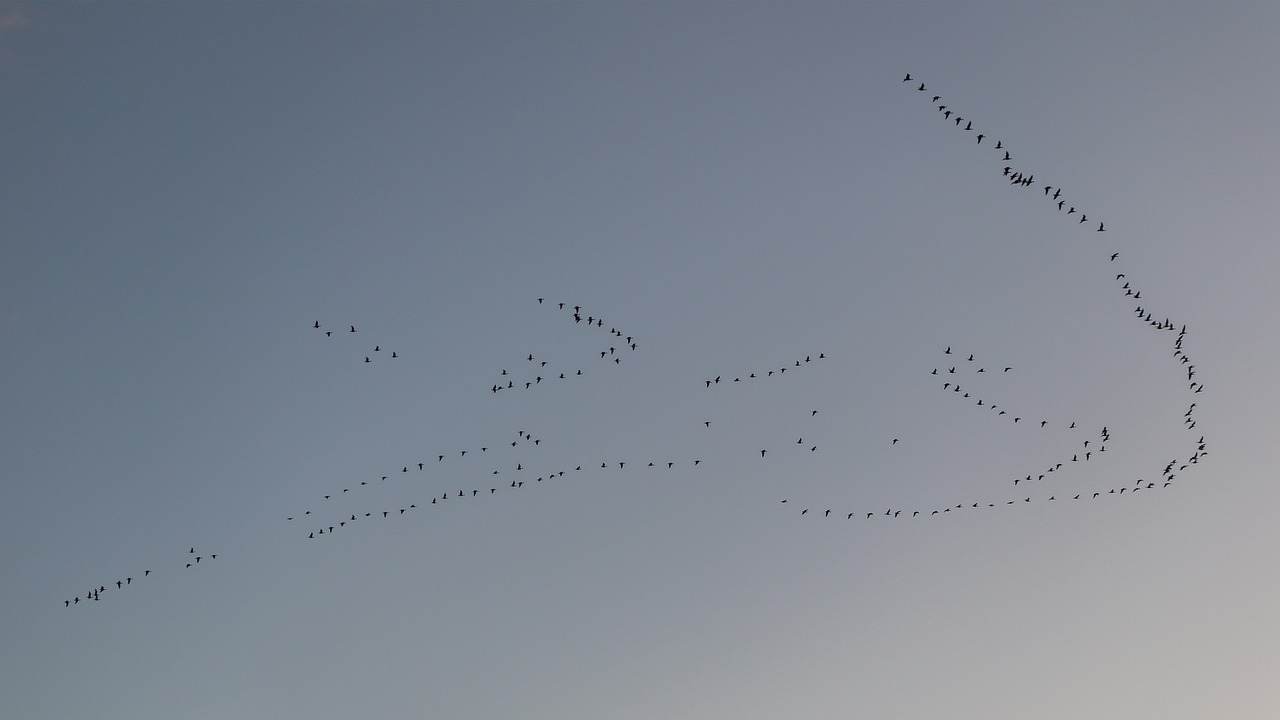 migratory birds birds flock of birds free photo