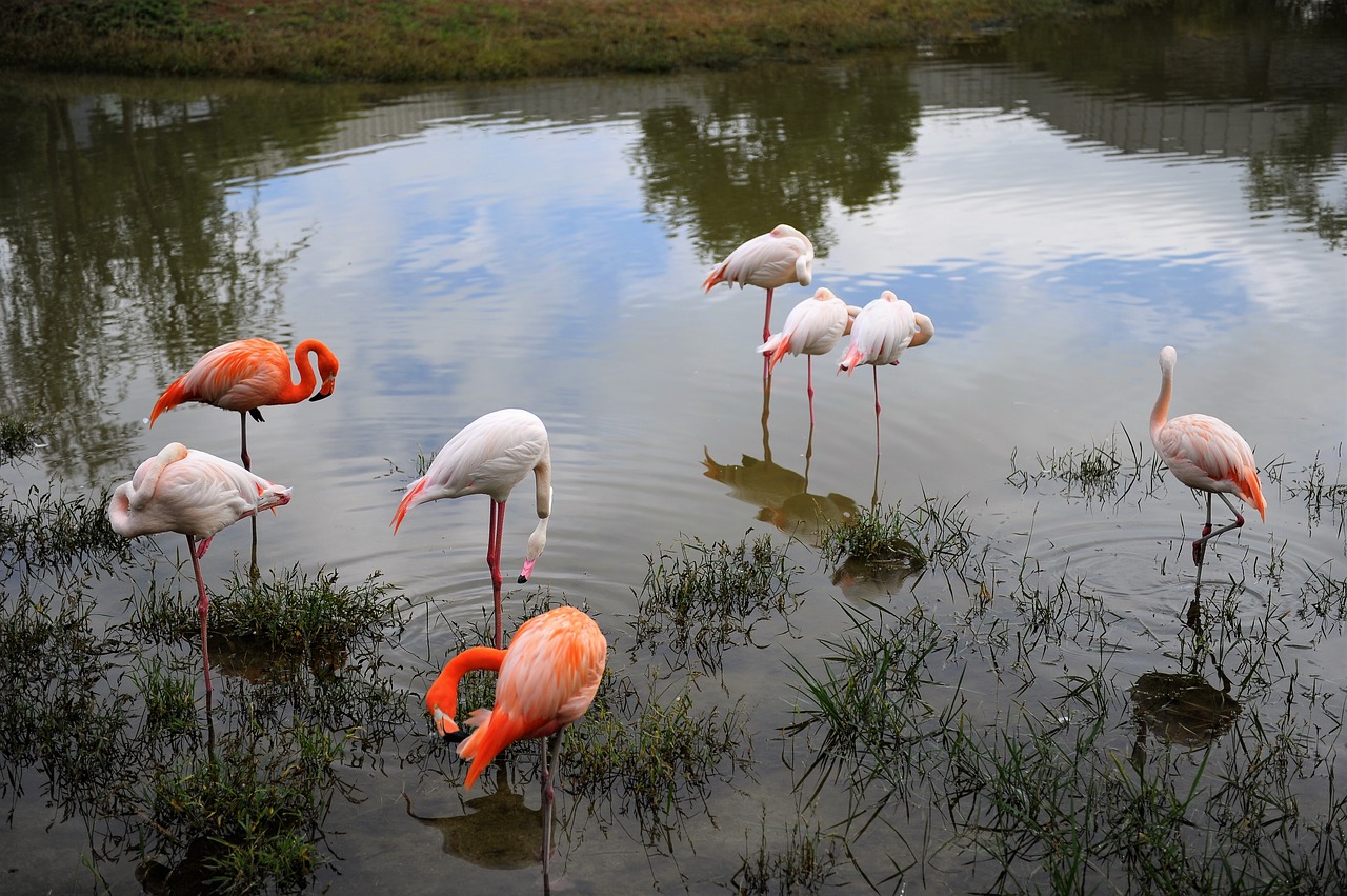 migratory birds flamingo birds free photo