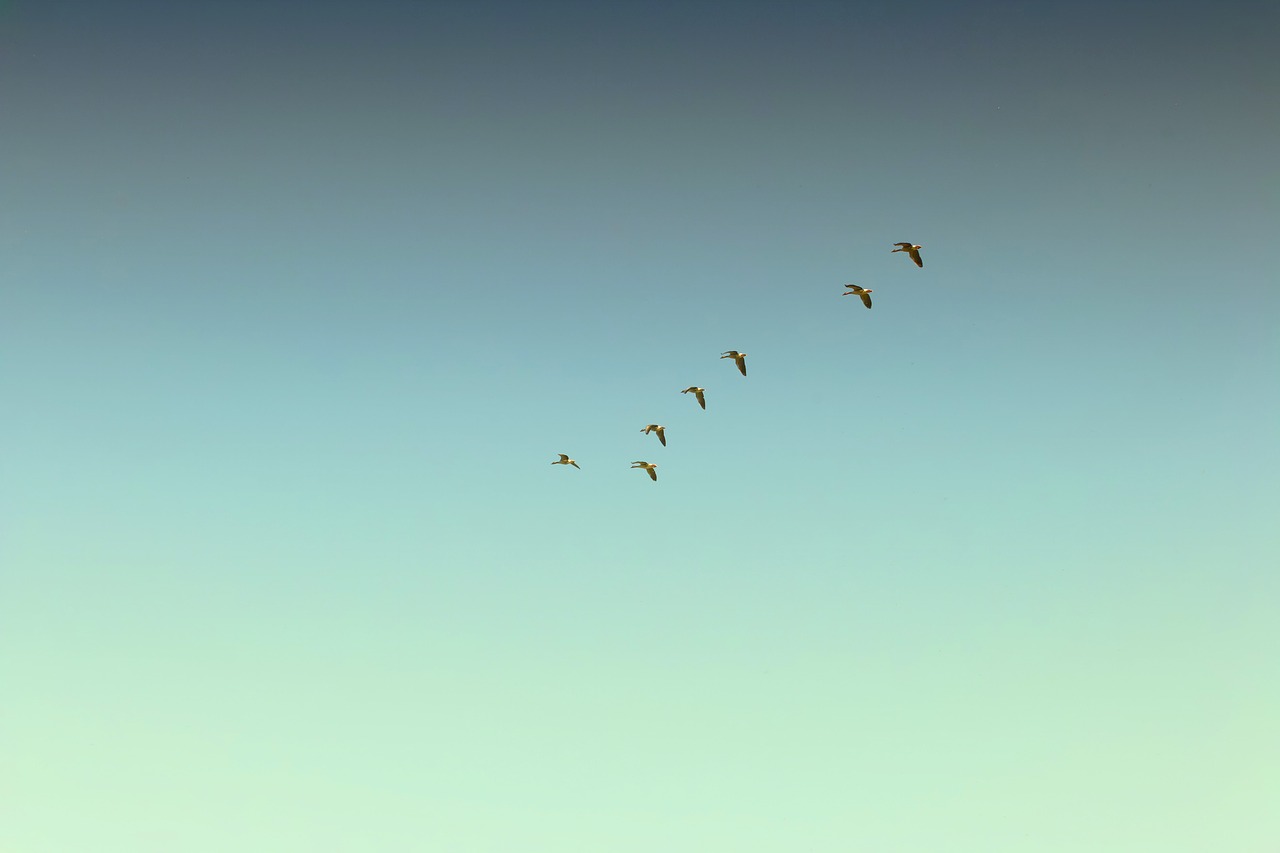 migratory birds  autumn  sky free photo