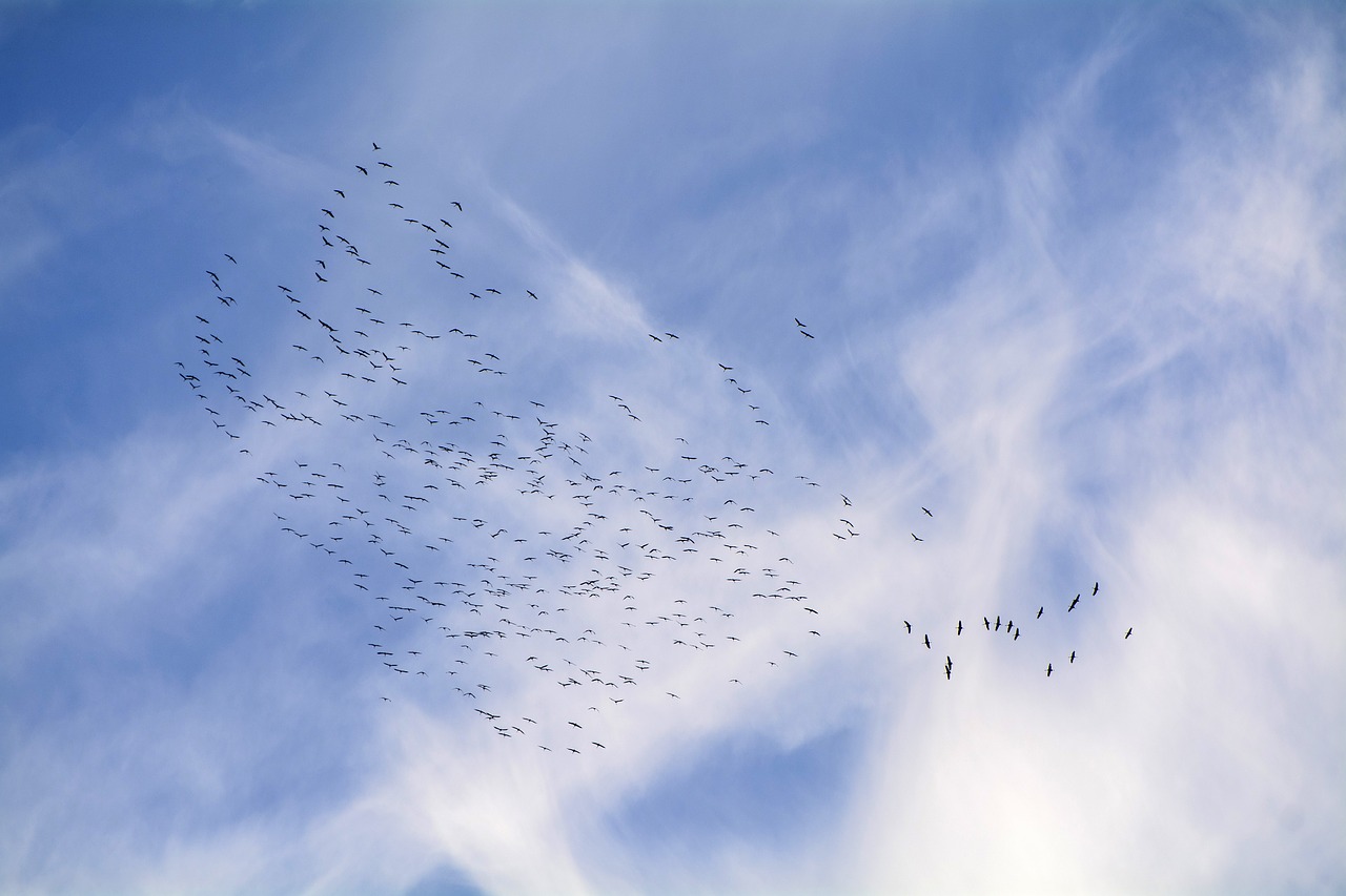 migratory birds  migratory bird  crane free photo