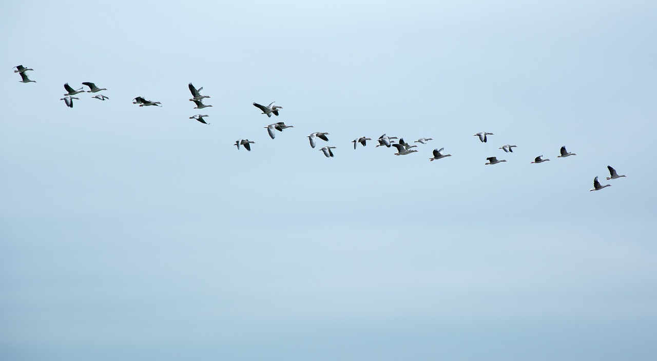 migratory birds geese wild geese free photo