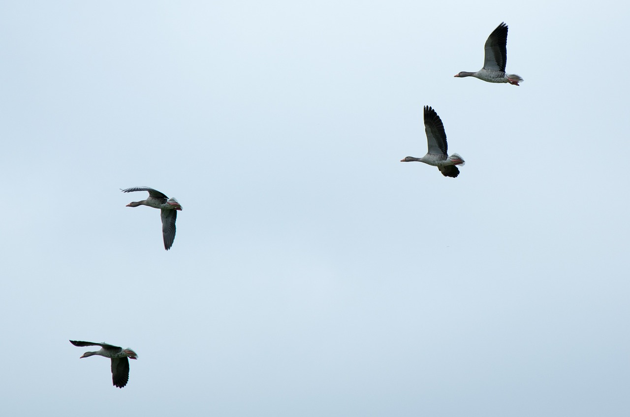 migratory birds geese wild geese free photo