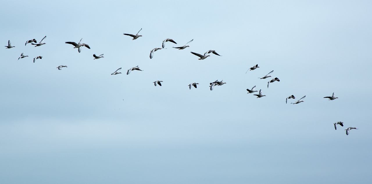 migratory birds geese wild geese free photo