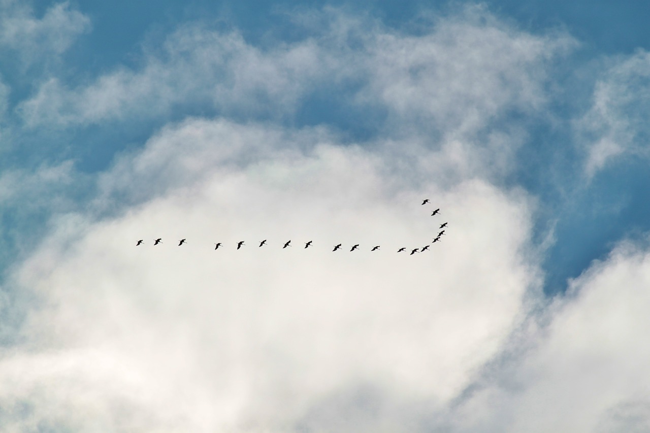 migratory birds flock of birds cranes free photo