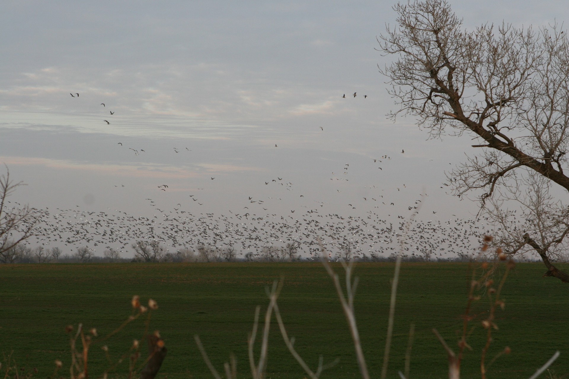 migratory birds birds wheat plains free photo