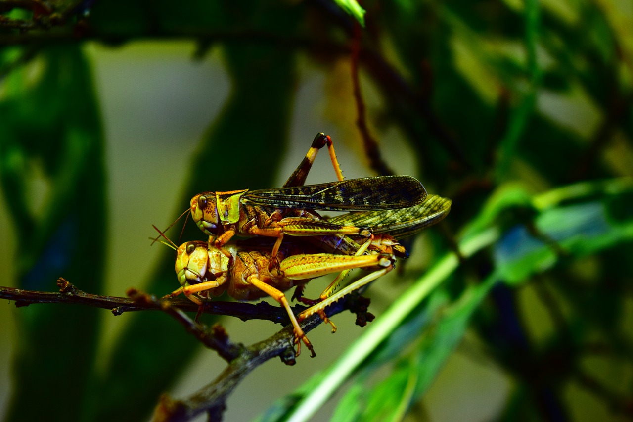 migratory locust eat insect free photo
