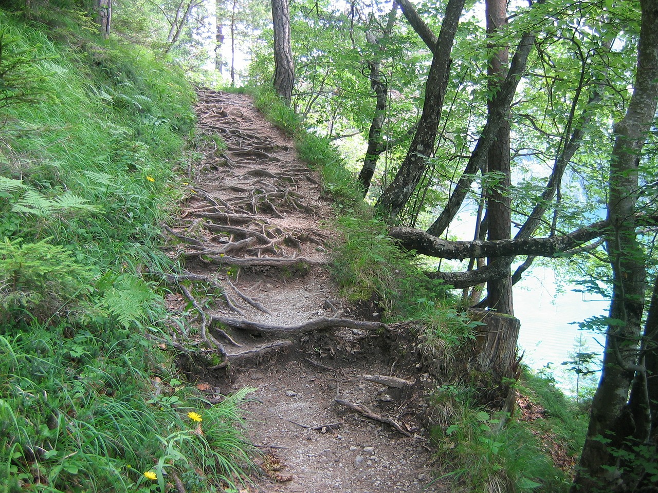 migratory path trail forest path free photo