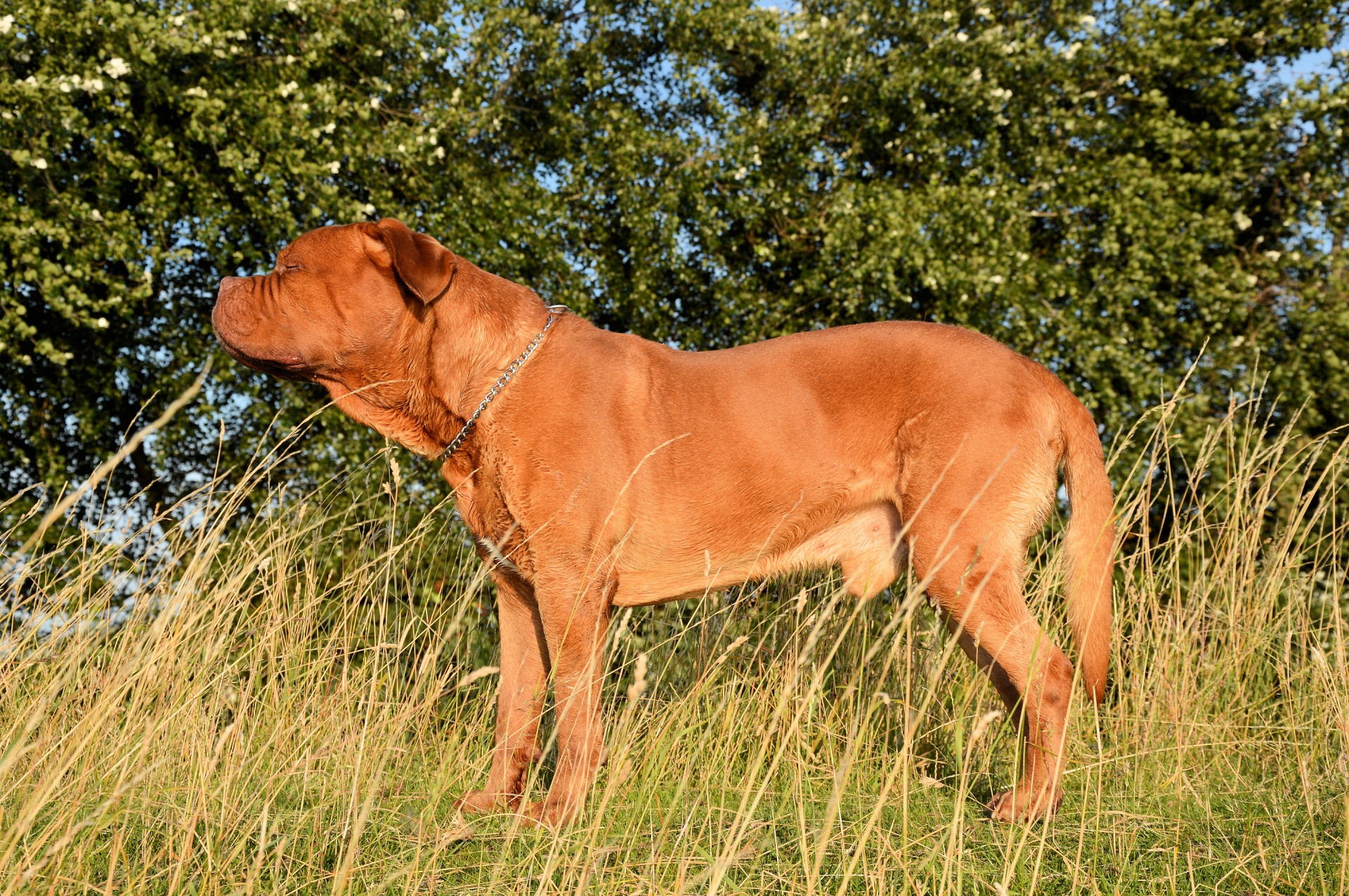 harley dog bordeaux free photo