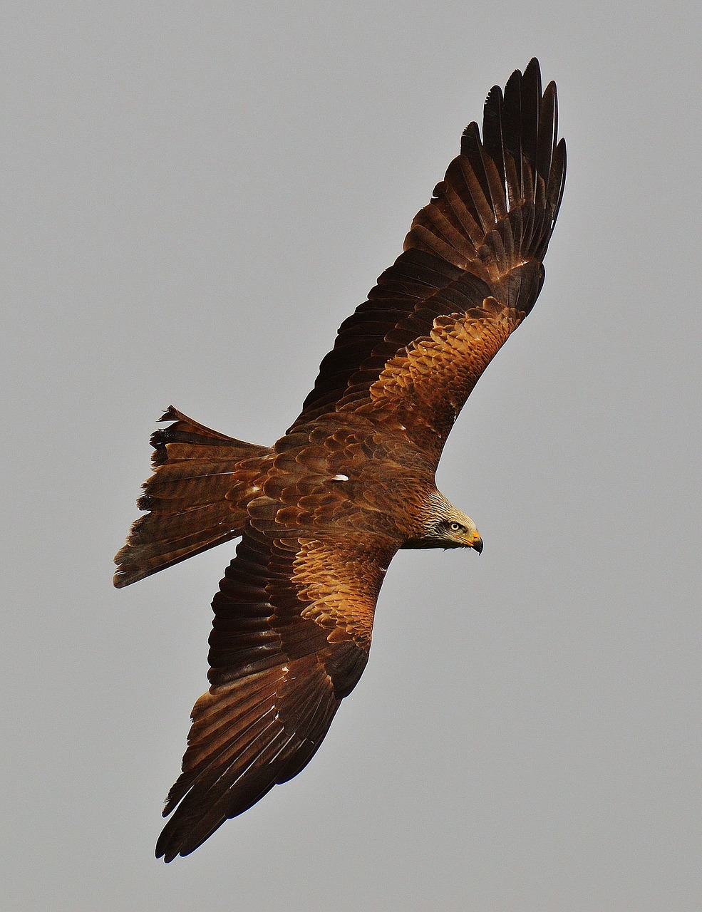 milan wildpark poing bird of prey free photo