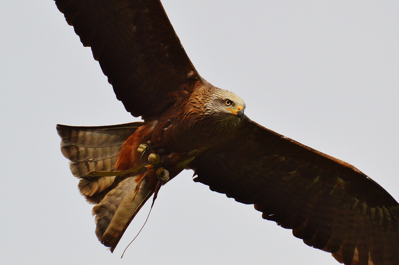 milan wildpark poing bird of prey free photo