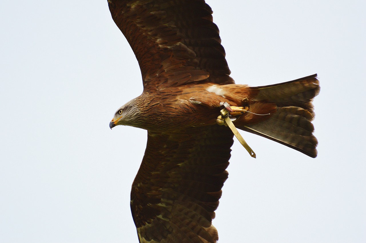 milan wildpark poing bird of prey free photo