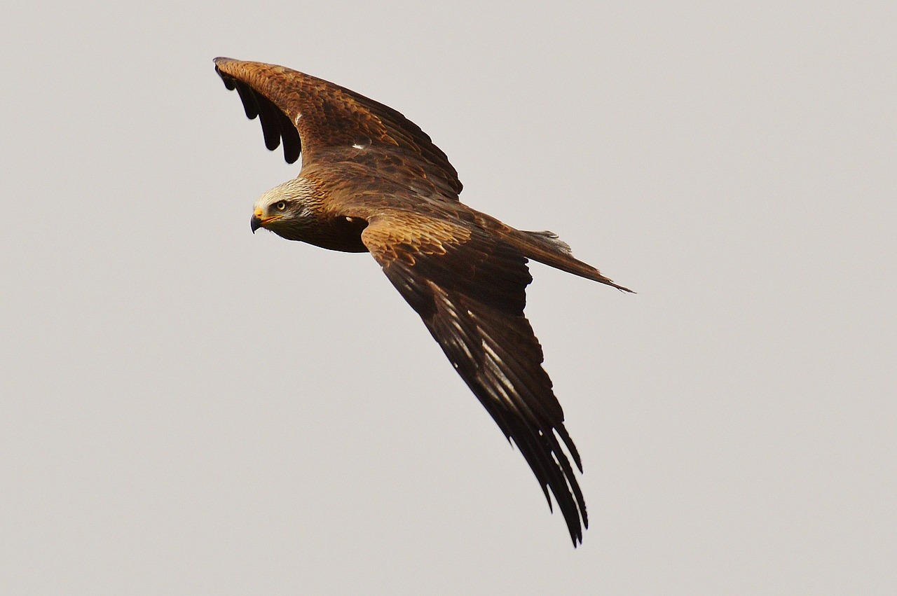 milan wildpark poing bird of prey free photo