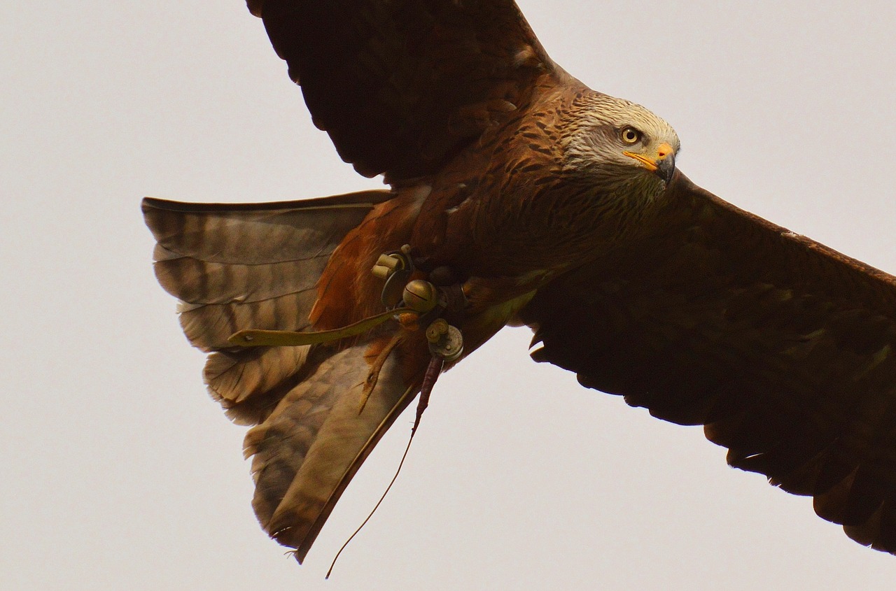 milan wildpark poing bird of prey free photo