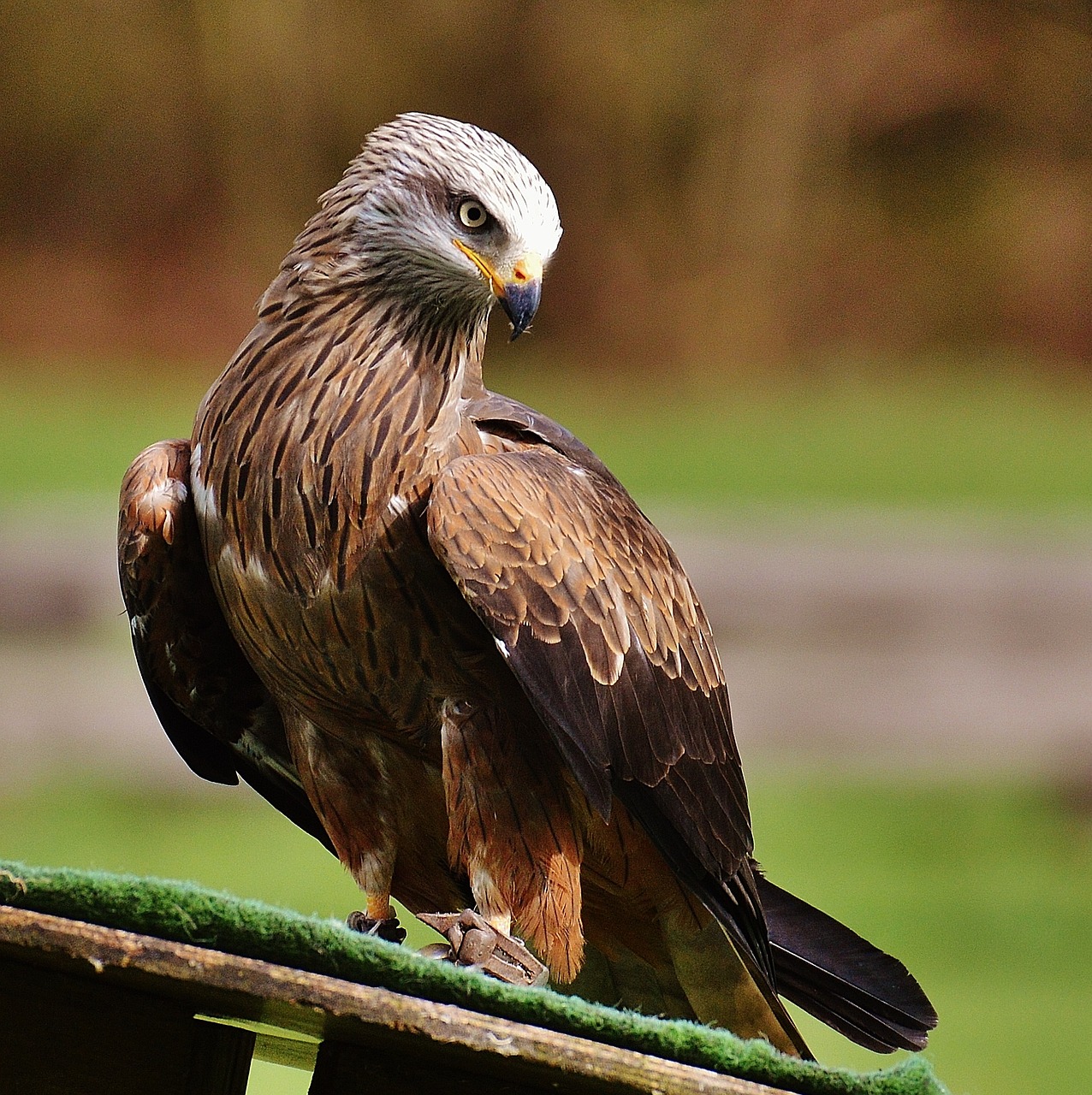 milan wildpark poing bird of prey free photo